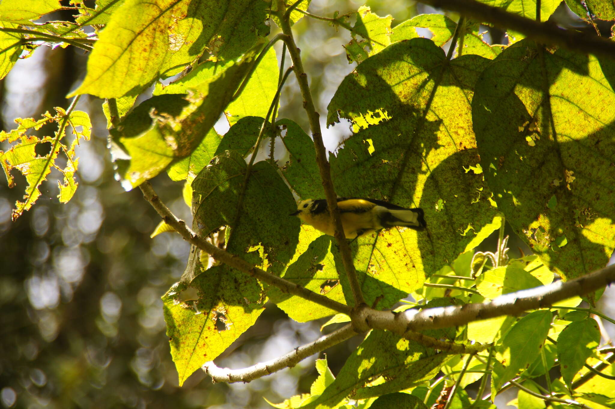 Plancia ëd Myioborus ornatus (Boissonneau 1840)