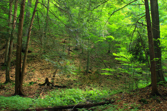 Image of eastern hemlock