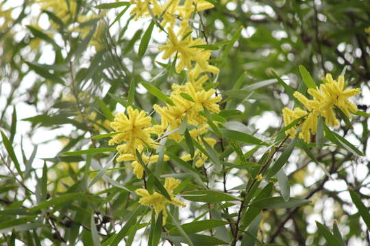 Imagem de Acacia longifolia subsp. longifolia