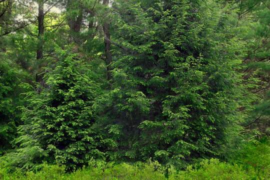 Image of eastern hemlock