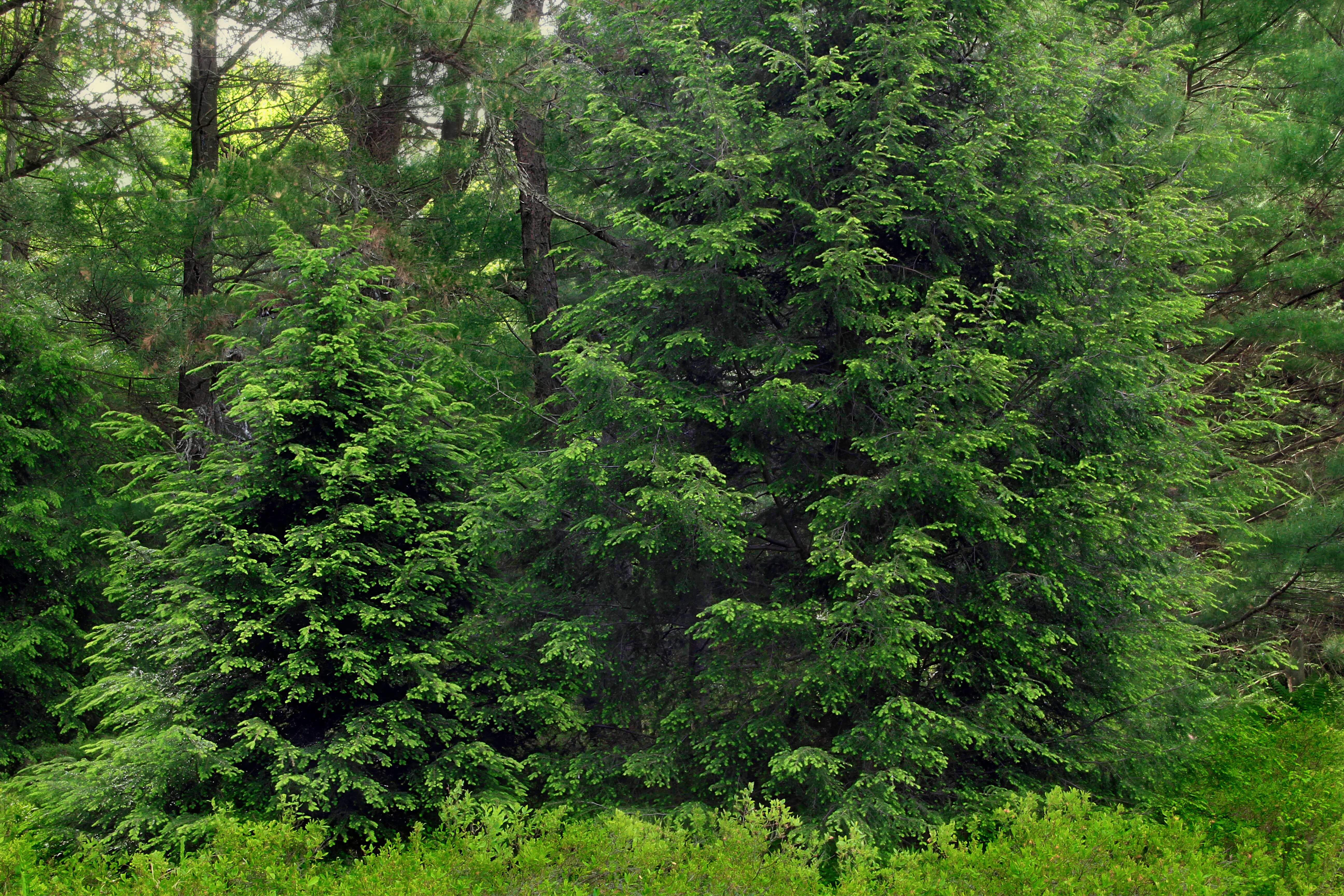 Image of eastern hemlock