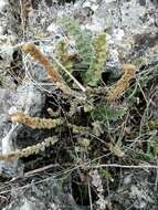 Image de Myriopteris scabra (C. Chr.) Grusz & Windham