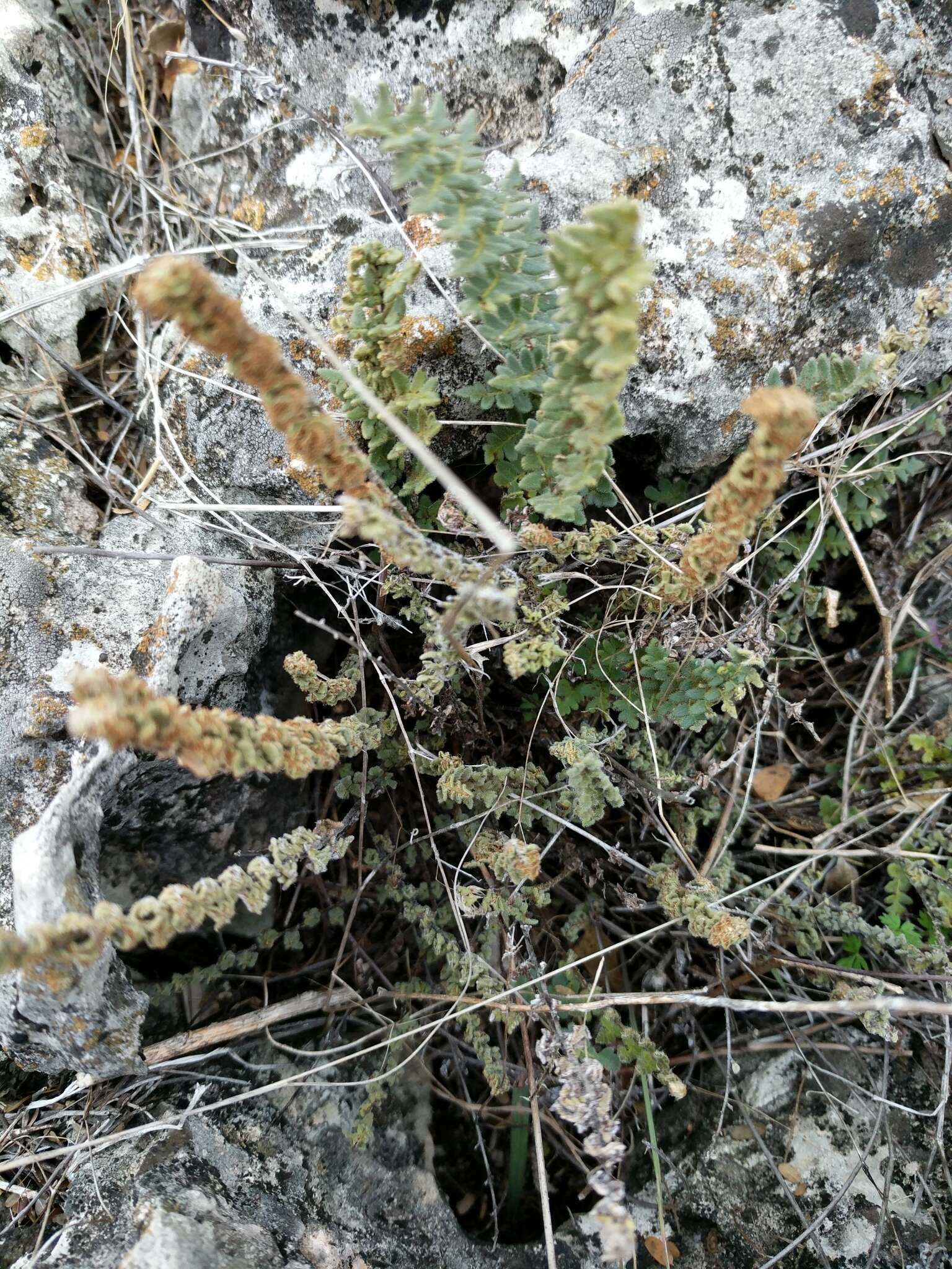 Image de Myriopteris scabra (C. Chr.) Grusz & Windham