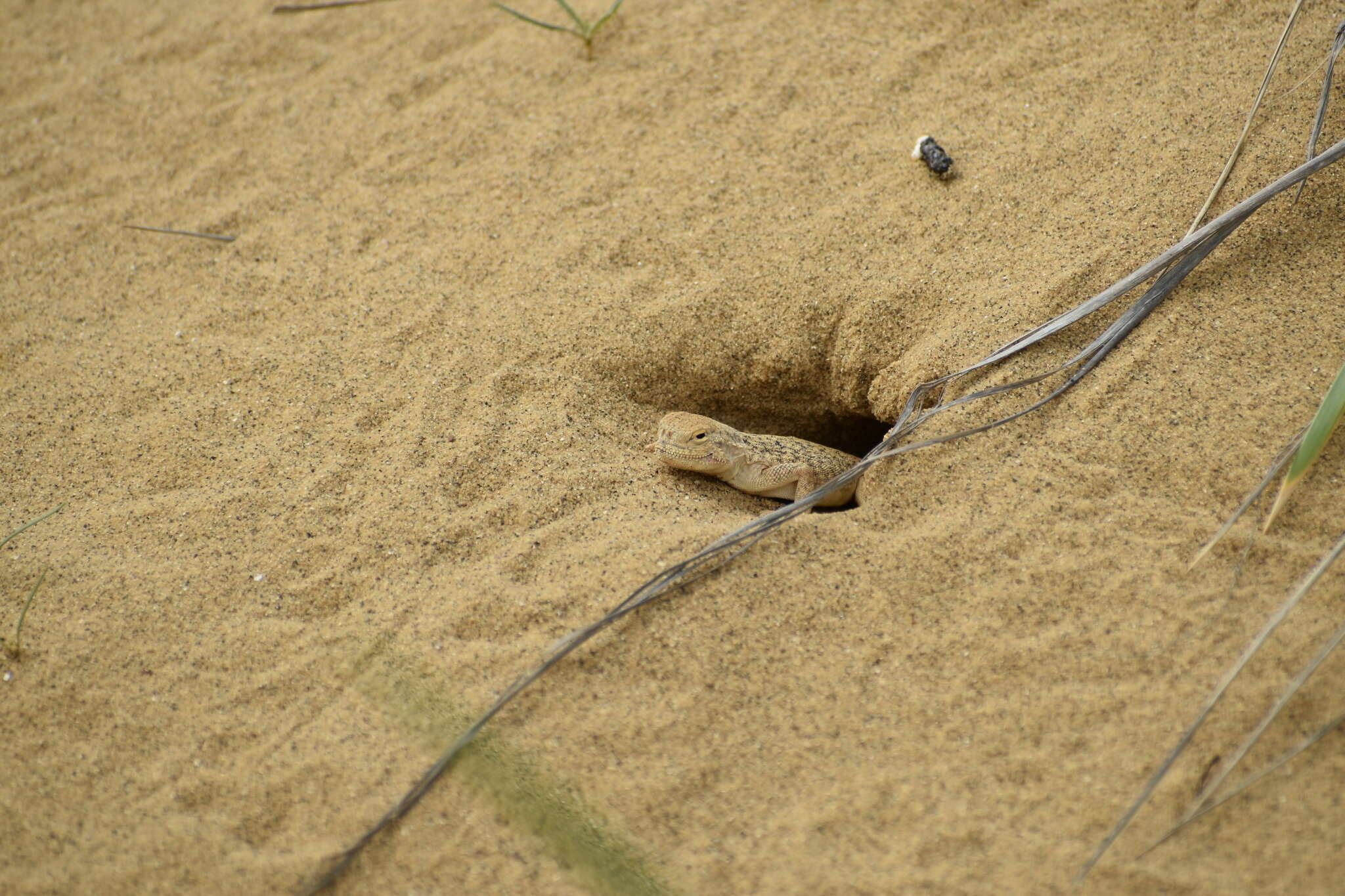 Image of Secret toadhead agama