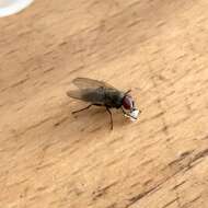 Image of Little House Fly