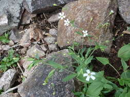 Image of Atocion rupestre (L.) Oxelman