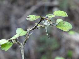 Image of Coprosma spathulata subsp. spathulata