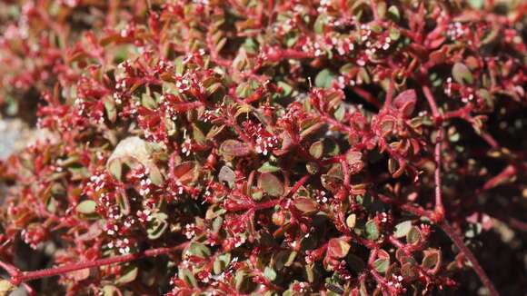 Euphorbia arizonica Engelm. resmi