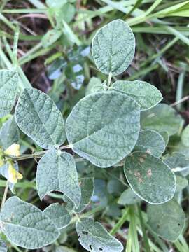 Слика од Rhynchosia tomentosa (L.) Hook. & Arn.