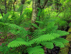 Image of Osmundastrum cinnamomeum Presl