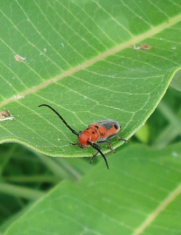 Image of Blackened Milkweed Beetle