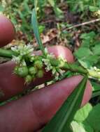 Image of buttonbush dodder