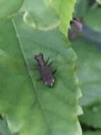 Cylindera (Ifasina) kaleea yedoensis (Kano 1933) resmi