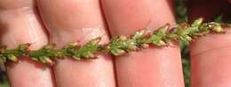 صورة Plantago sparsiflora Michx.