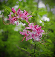 Image of pink azalea