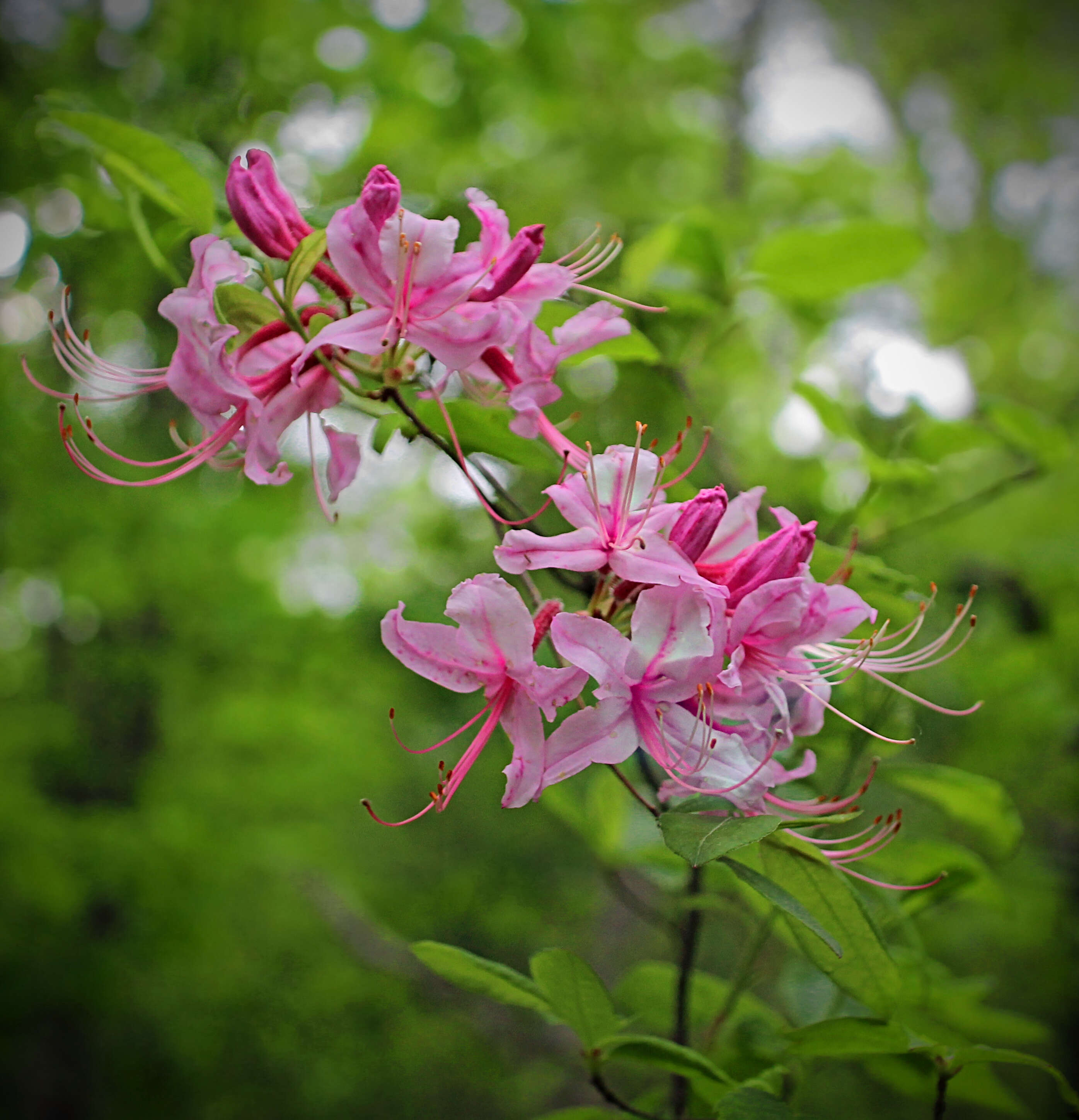 Image of pink azalea