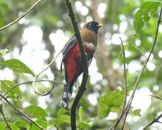 Imagem de Trogon personatus Gould 1842