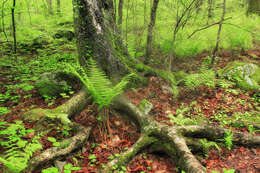 Image of Gray birch