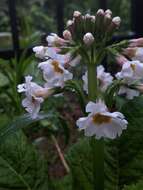 Primula japonica A. Gray resmi