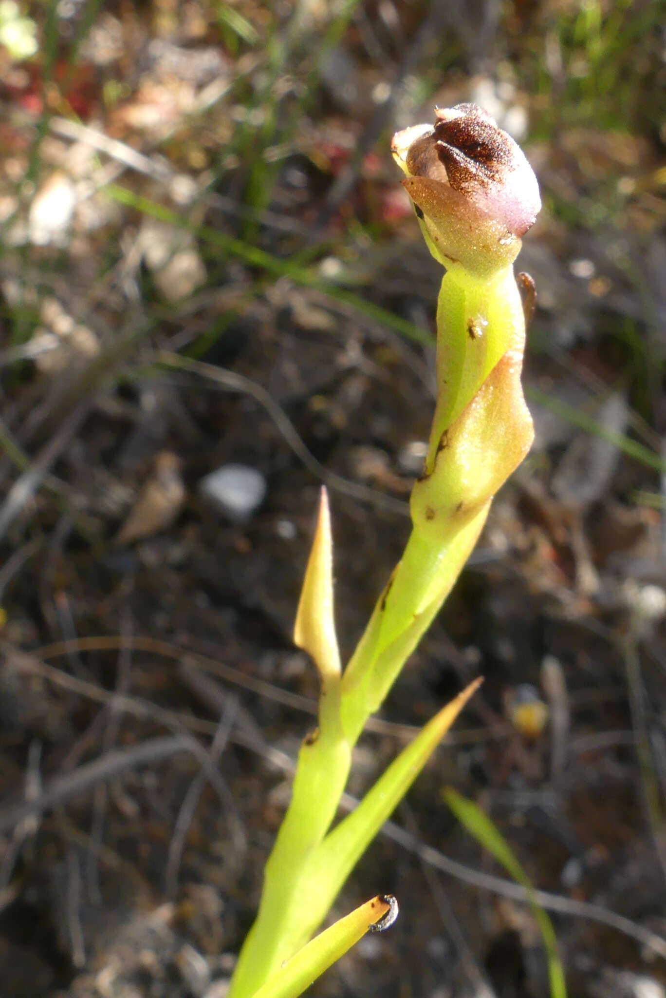 Evotella carnosa (Lindl.) J. C. Manning & Goldblatt resmi