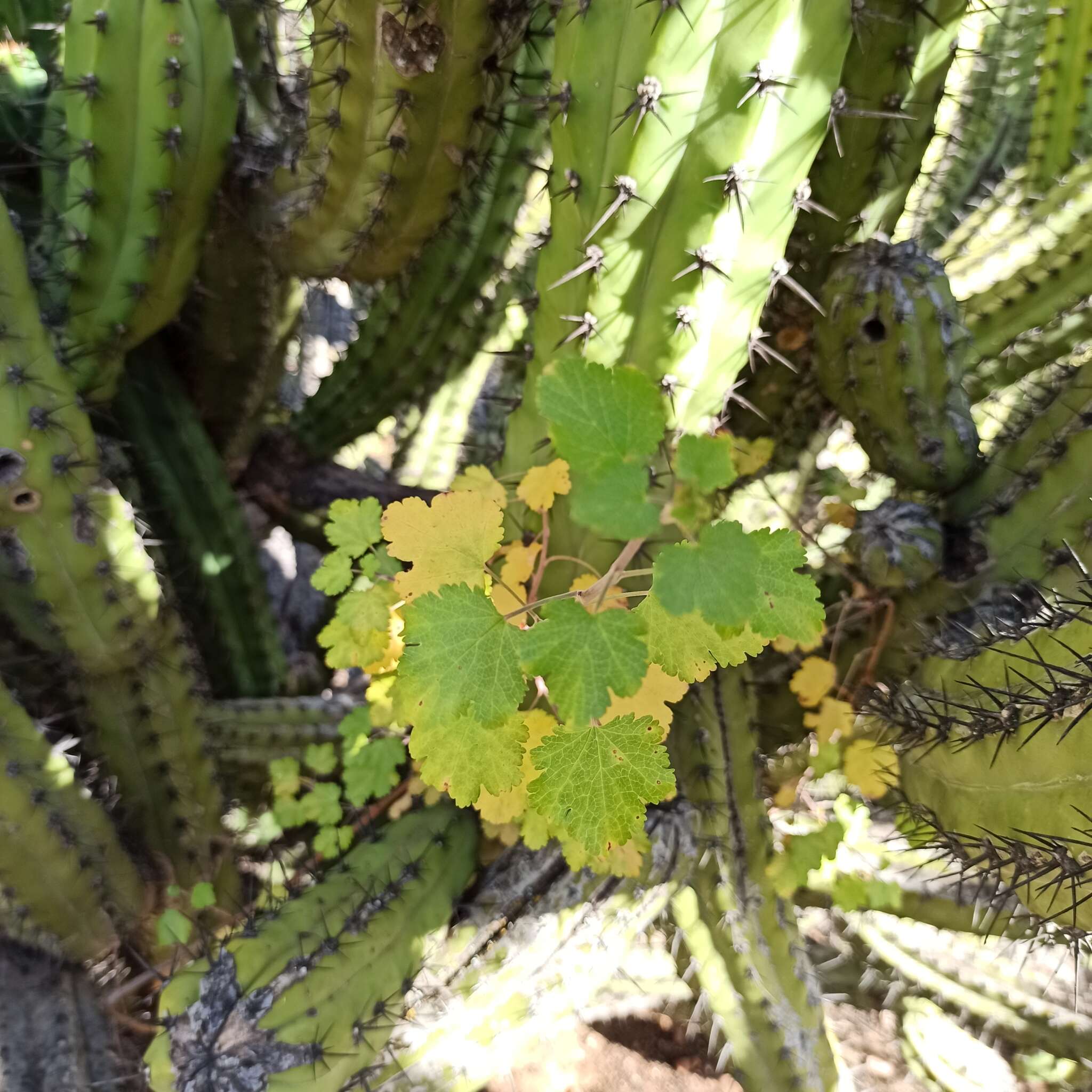 Image of Ribes tortuosum Benth.