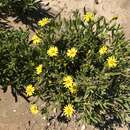 Image of Osteospermum polycephalum (DC.) T. Norl.