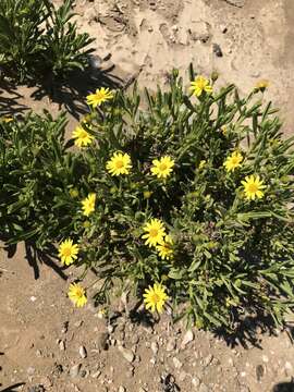 Image of Osteospermum polycephalum (DC.) T. Norl.