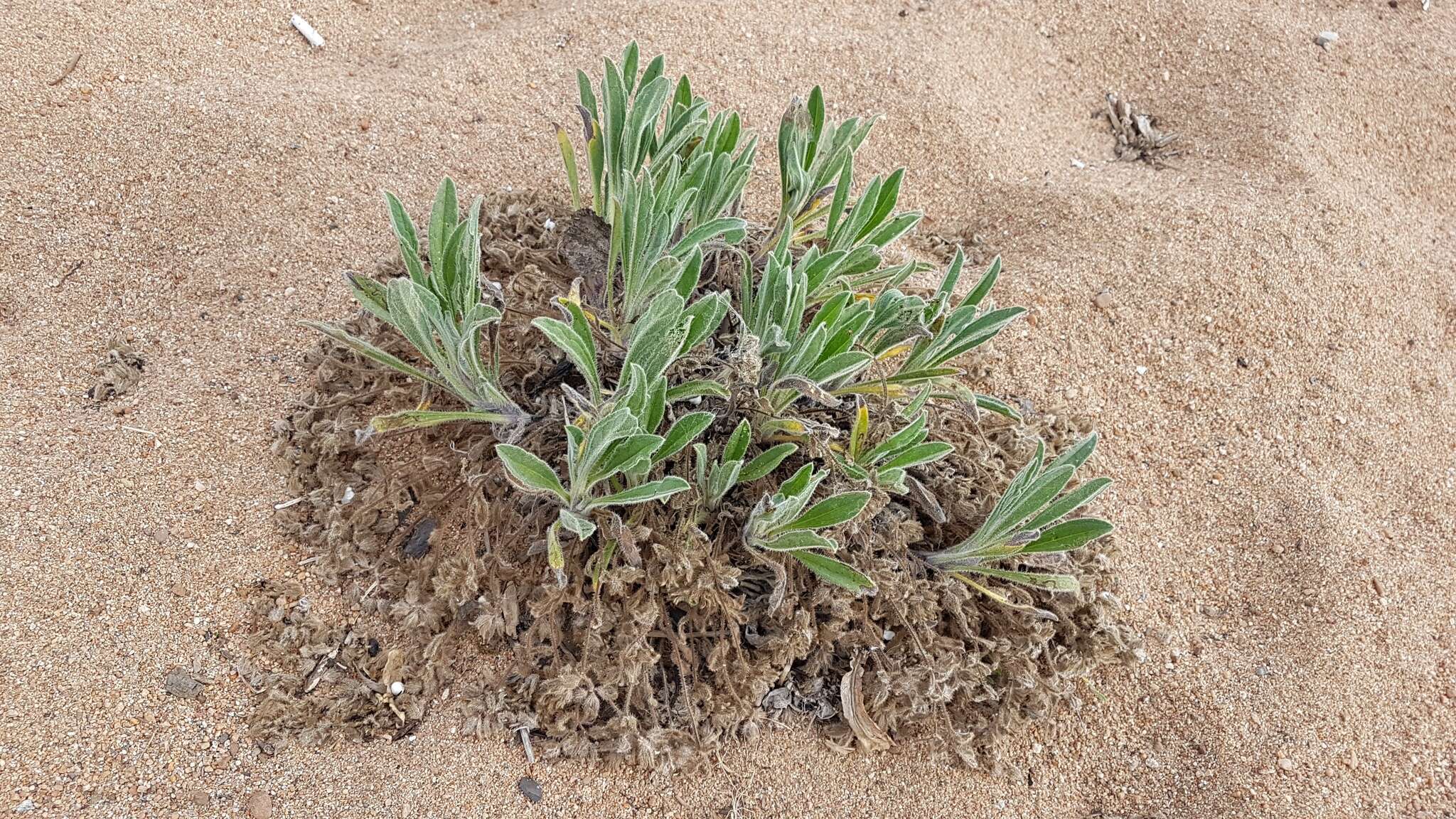 Слика од Craniospermum subvillosum Lehm.