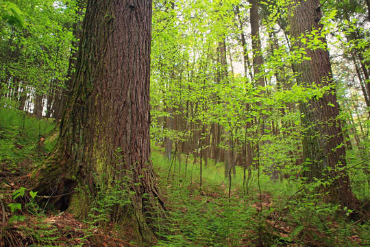 Image of eastern hemlock