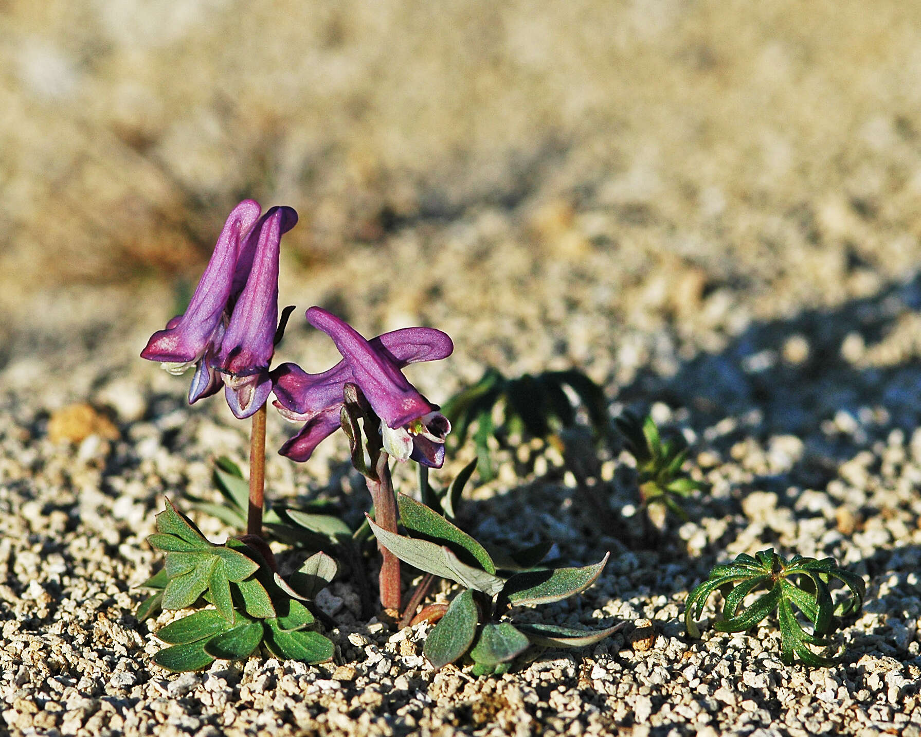 Imagem de Corydalis pauciflora (Willd.) Pers.