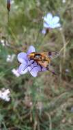 Image of Volucella inflata (Fabricius 1794)