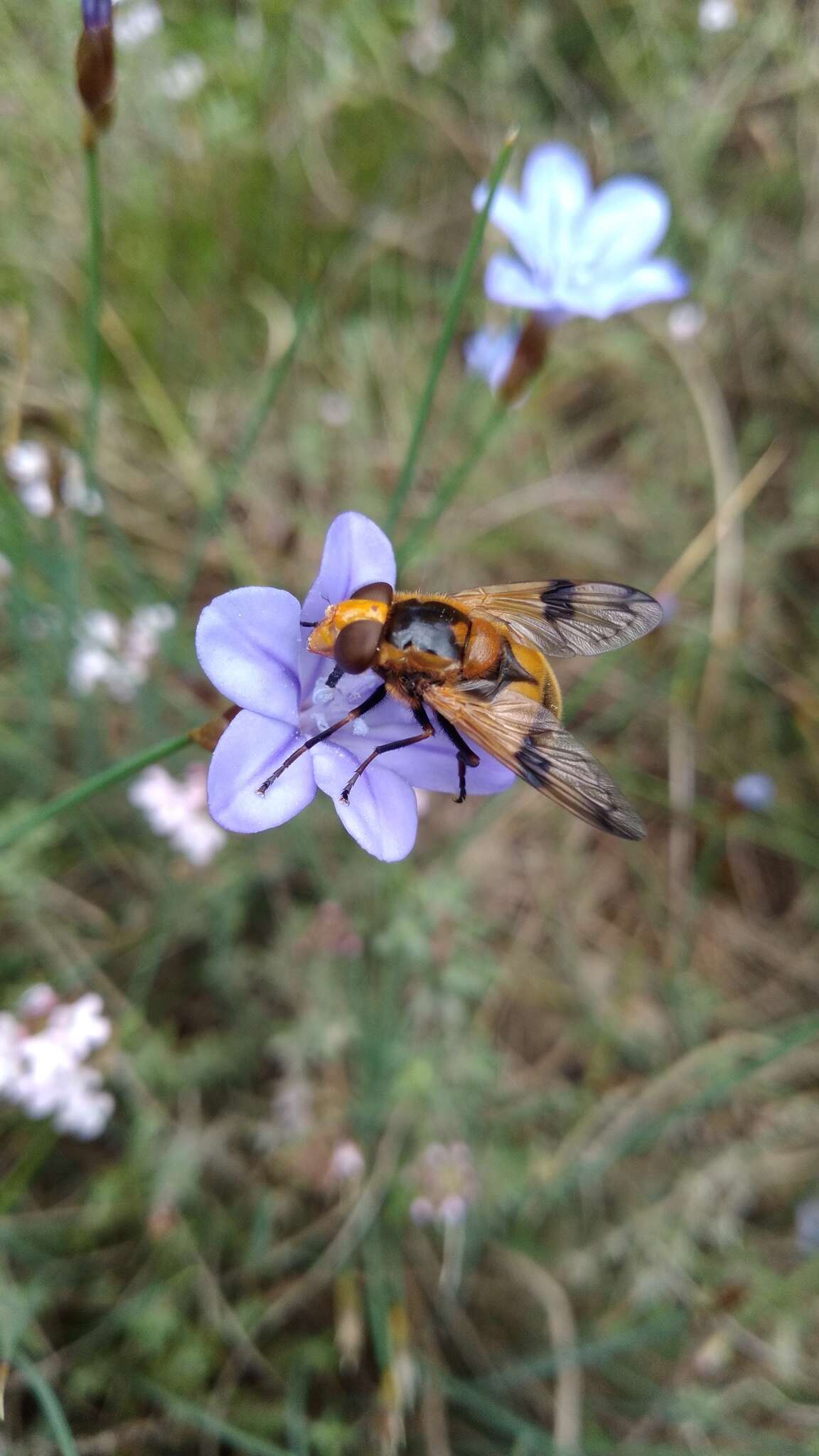 Image of Volucella inflata (Fabricius 1794)