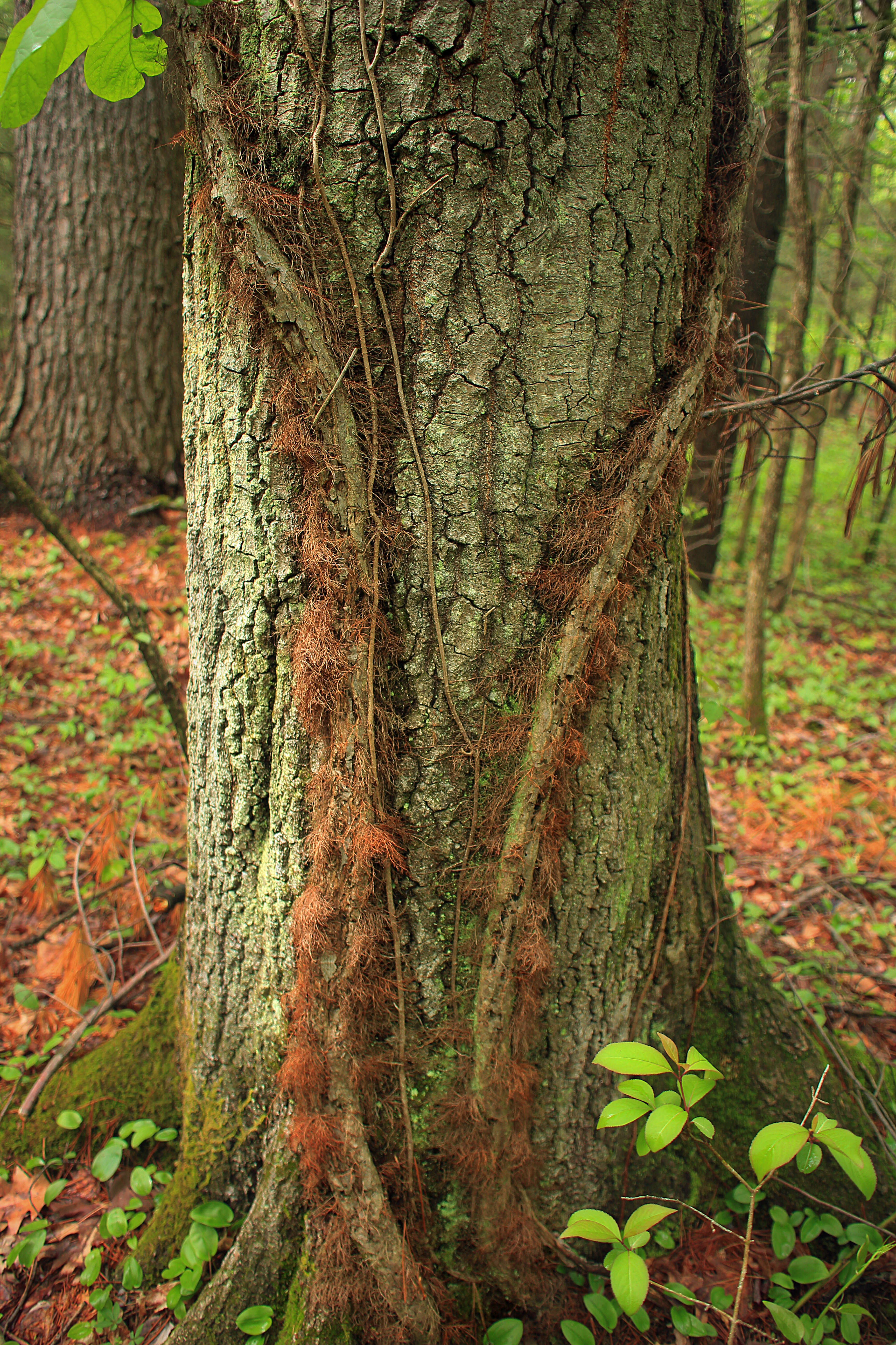 Image of eastern poison ivy