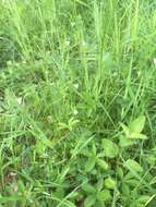 Image of purging flax, fairy flax