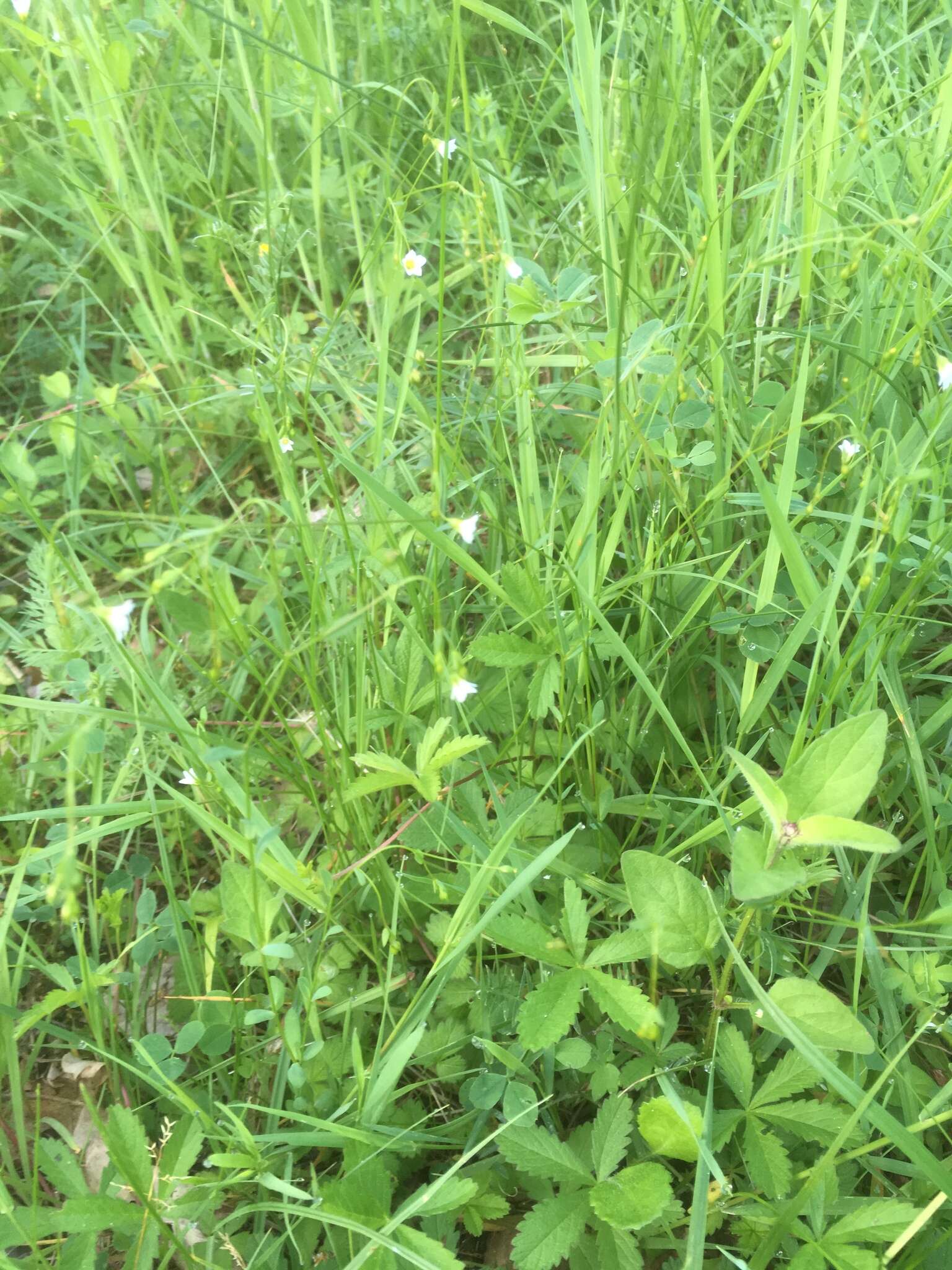 Image of purging flax, fairy flax