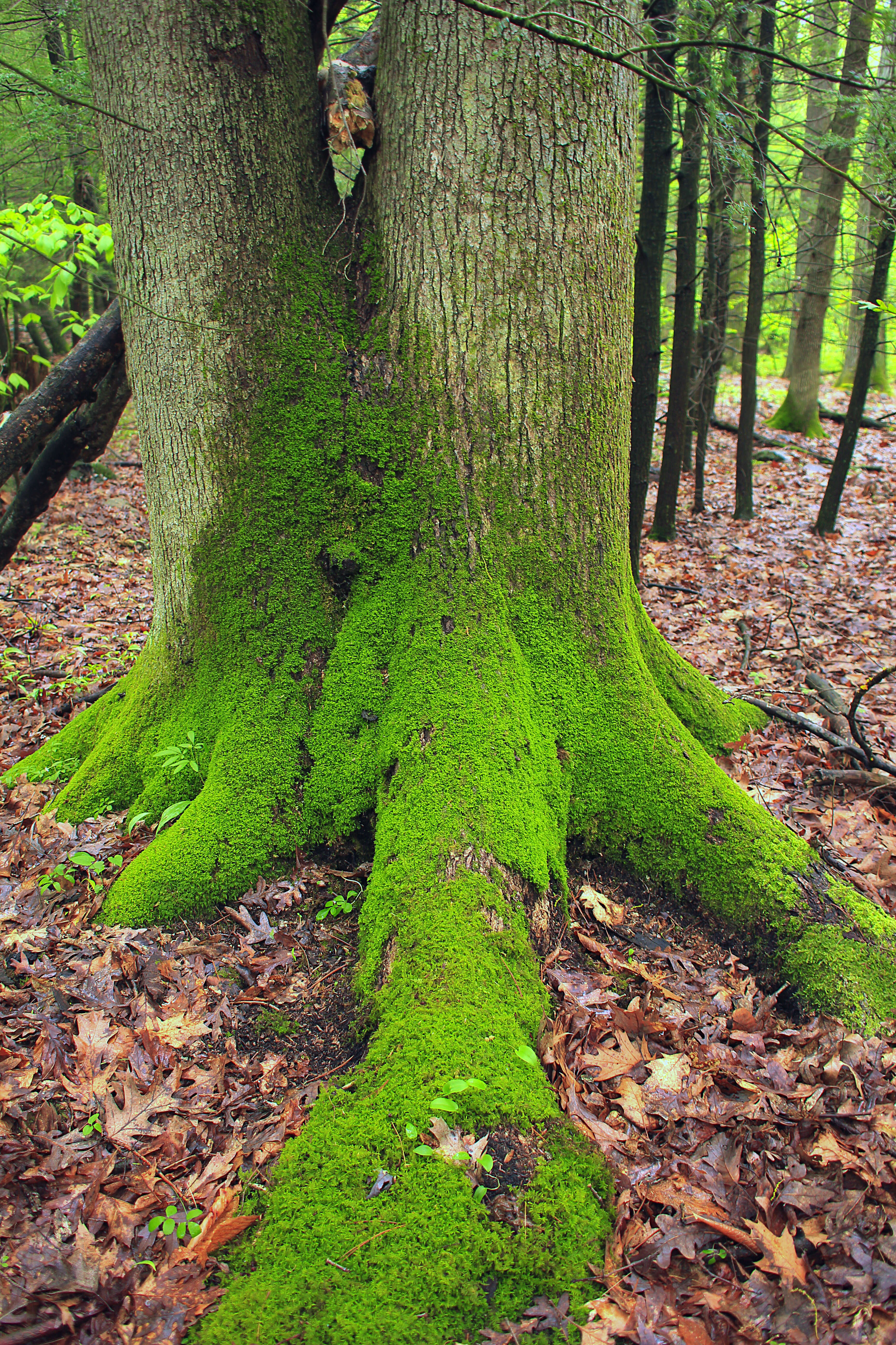 Image of American Basswood