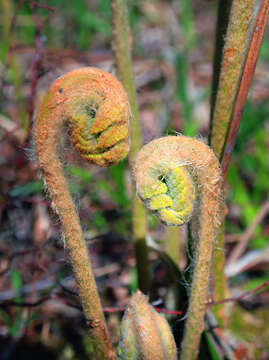 Image of Osmundastrum cinnamomeum Presl