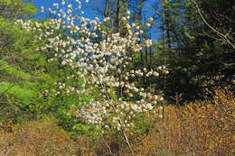 Image of Allegheny Serviceberry