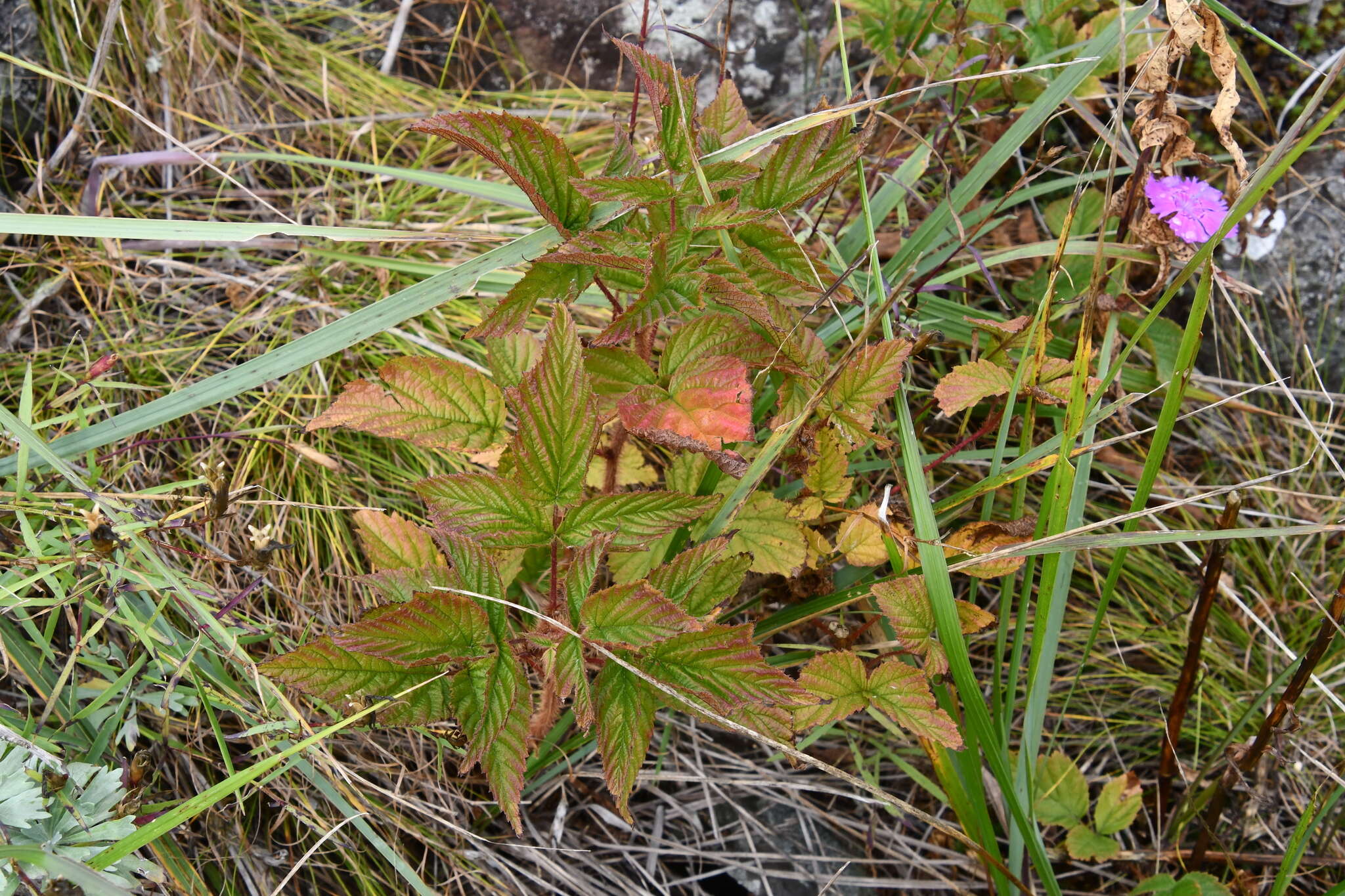 Image of Rubus melanolasius (Dieck) Focke