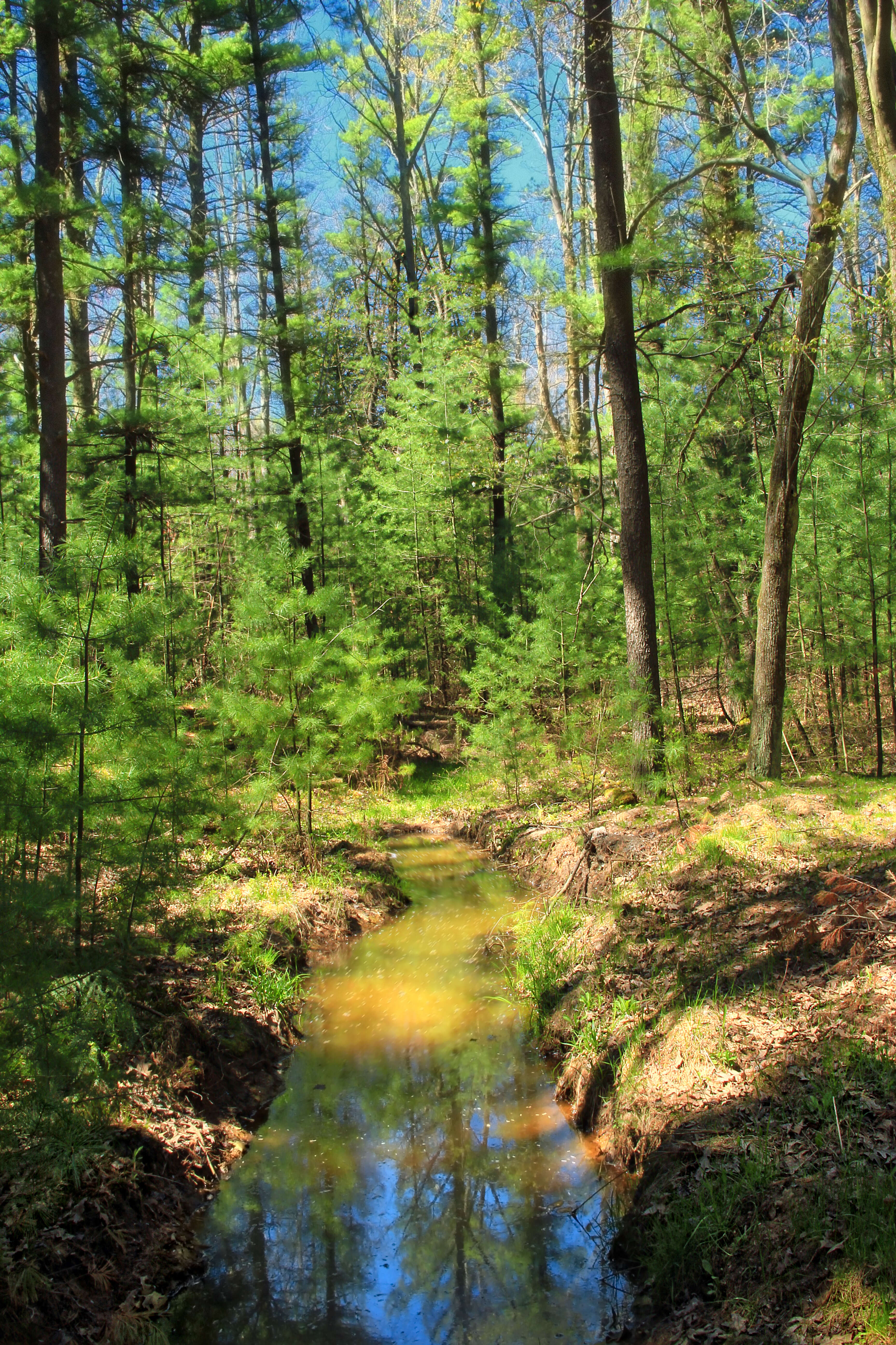 Image of eastern white pine