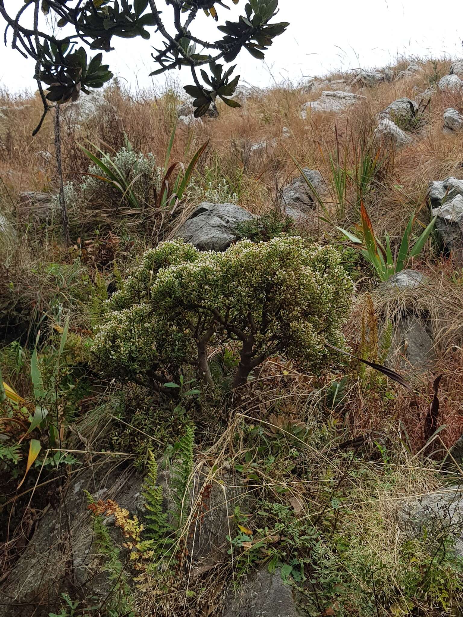 Image of Crassula sarcocaulis Eckl. & Zeyh.