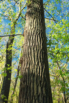 Слика од Quercus montana Willd.