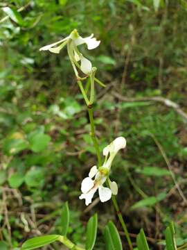 Image of Neobathiea spatulata H. Perrier