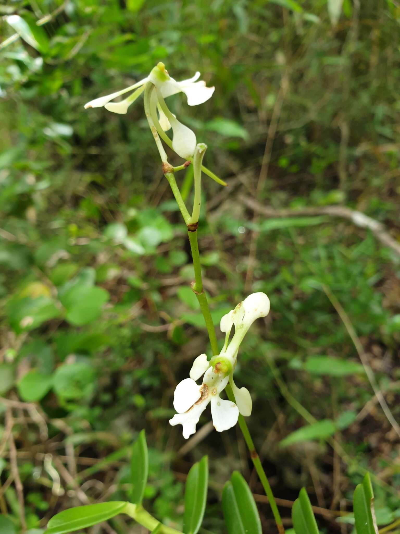 Imagem de Neobathiea spatulata H. Perrier