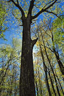 Image of Chestnut Oak