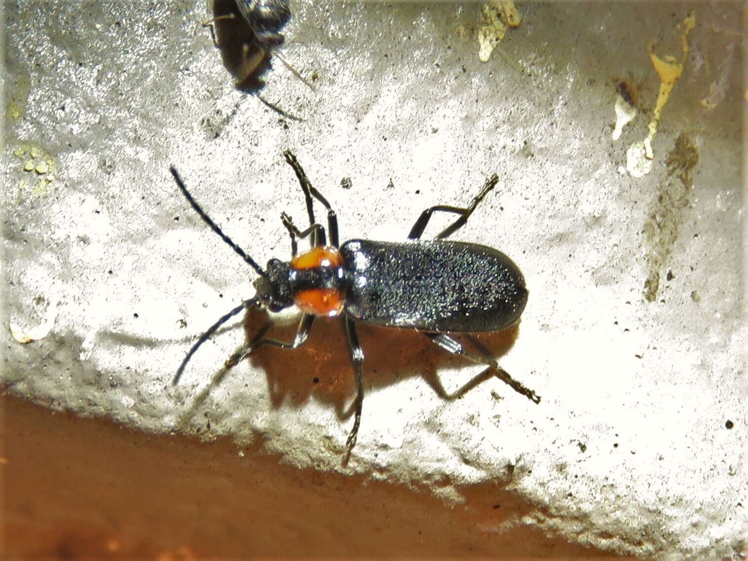 Image de <i>Rhagonycha lineola</i>