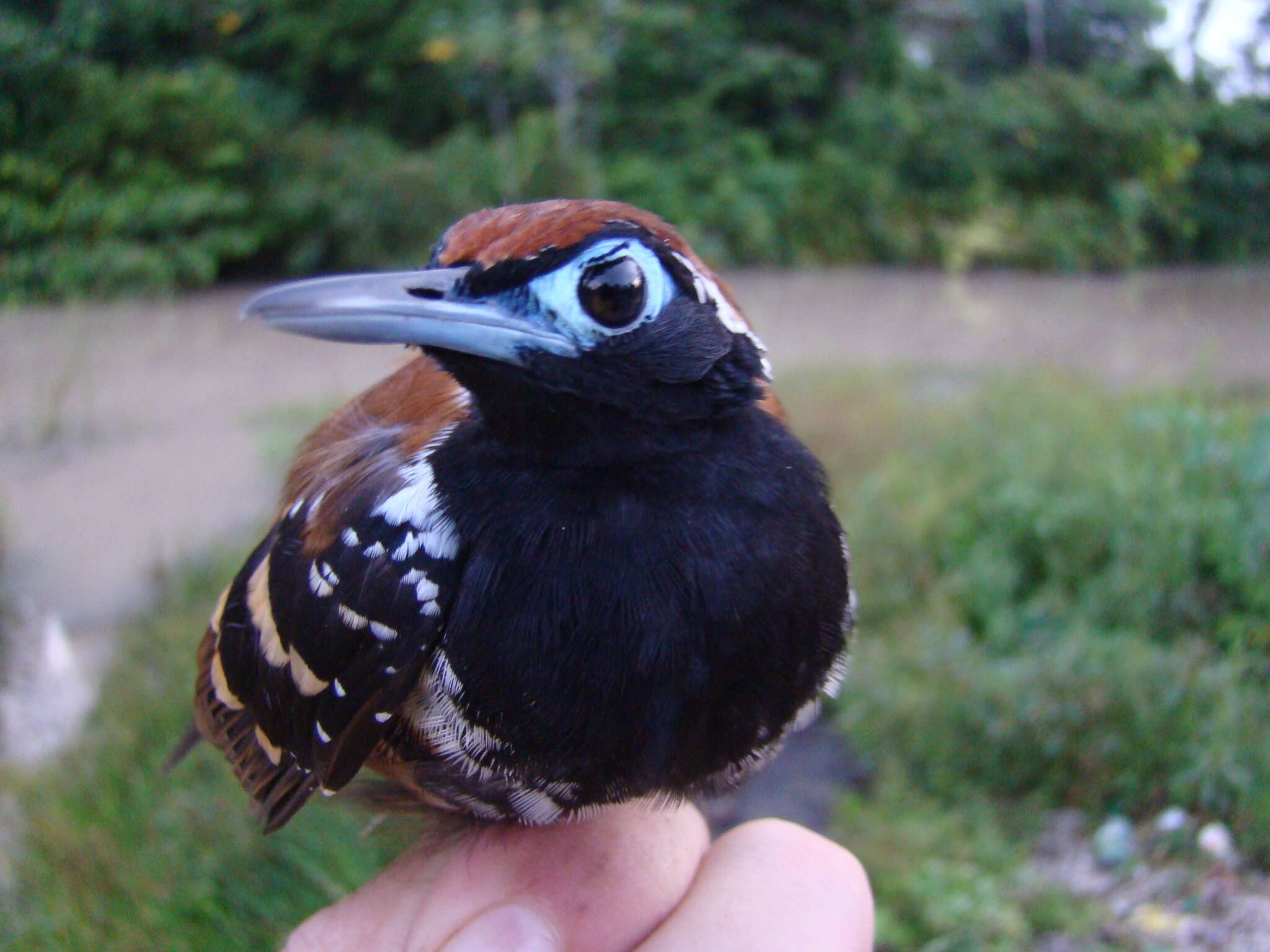 Image of Ferruginous-backed Antbird