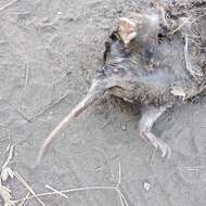 Image of pocket gopher