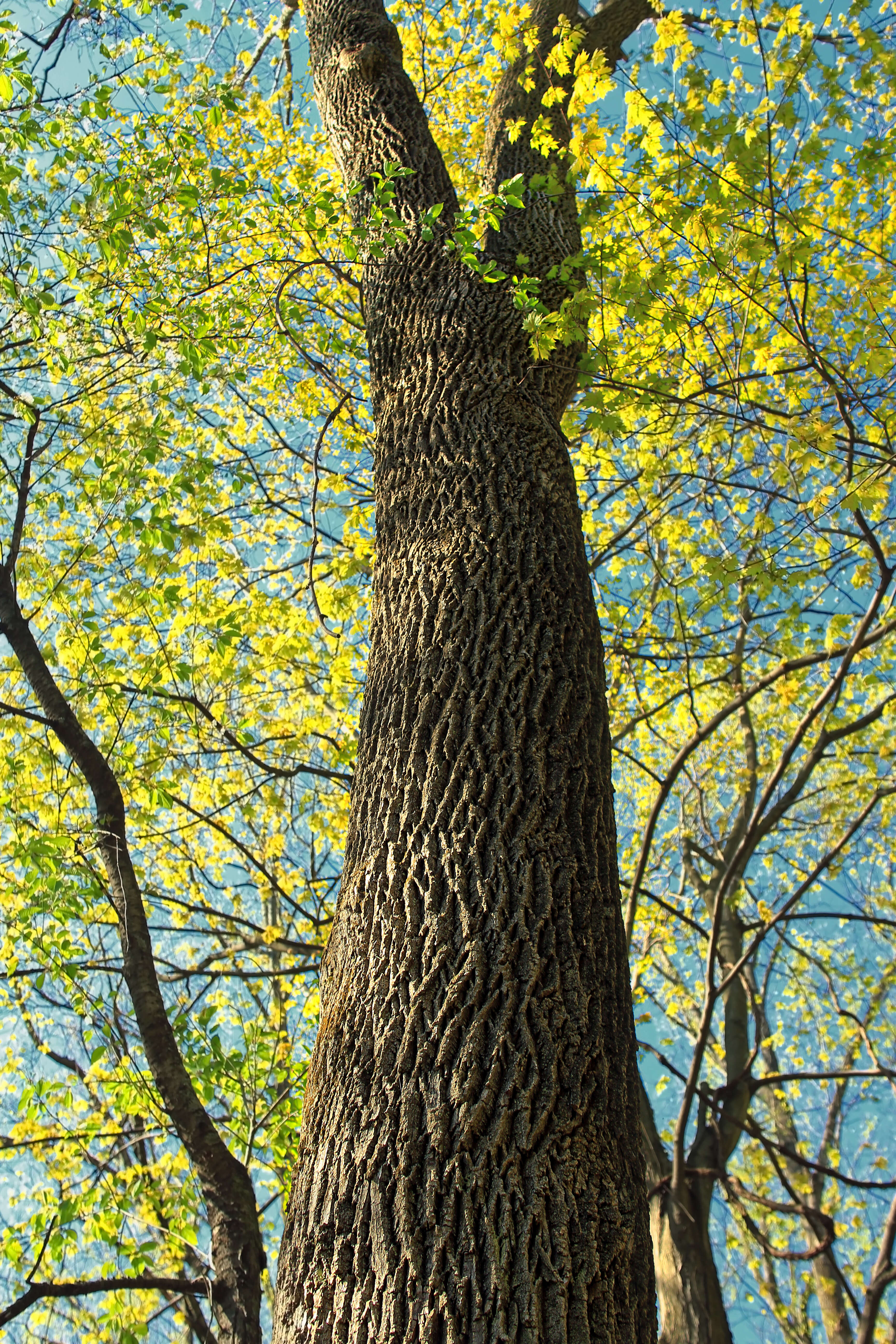 Image of sugar maple