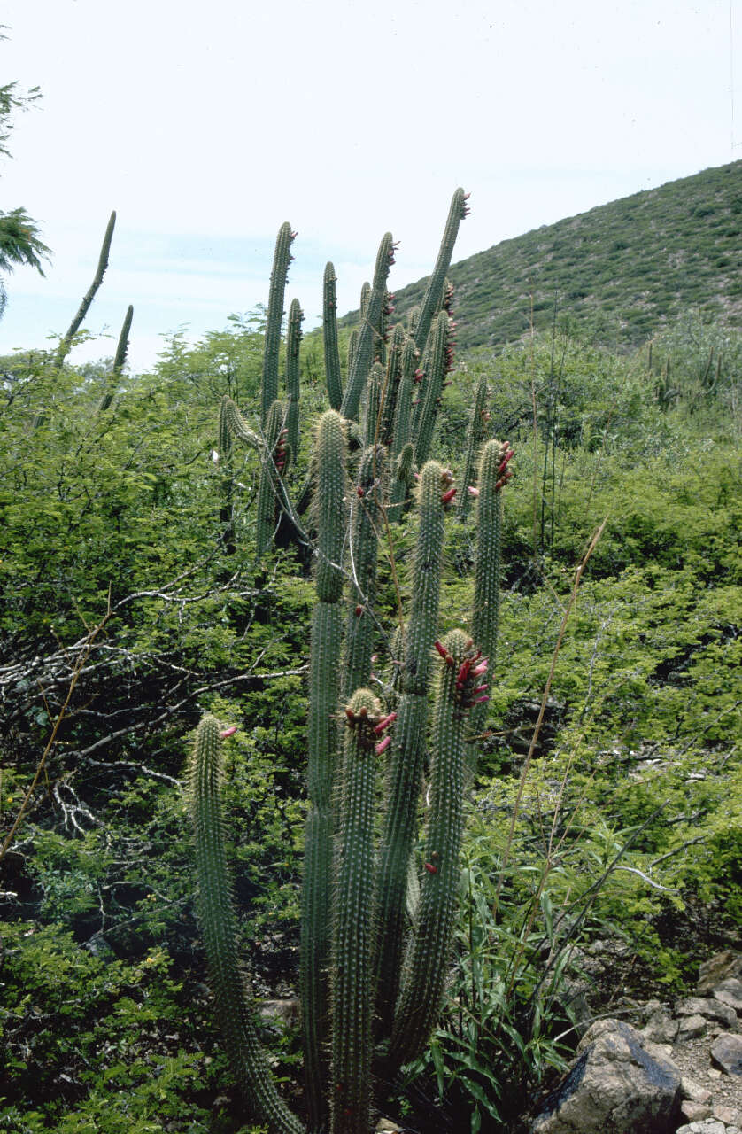 Plancia ëd Cleistocactus parviflorus (K. Schum.) Rol.-Goss.